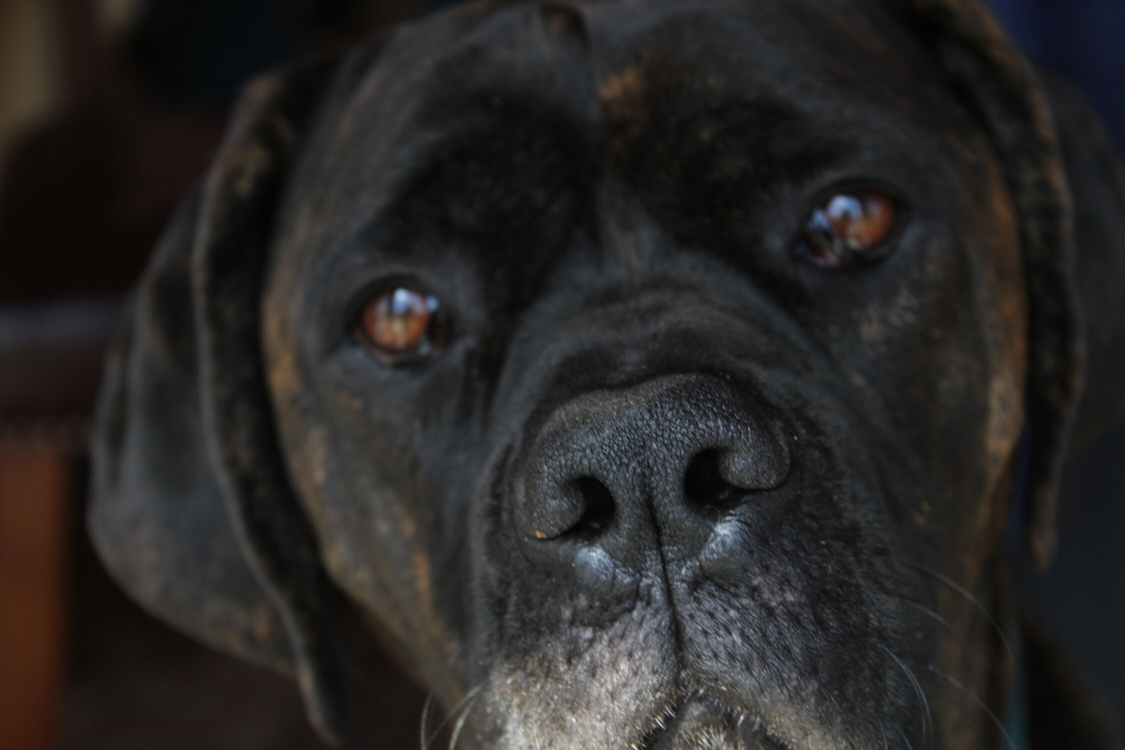 Compassionate pet care in Monterey Peninsula